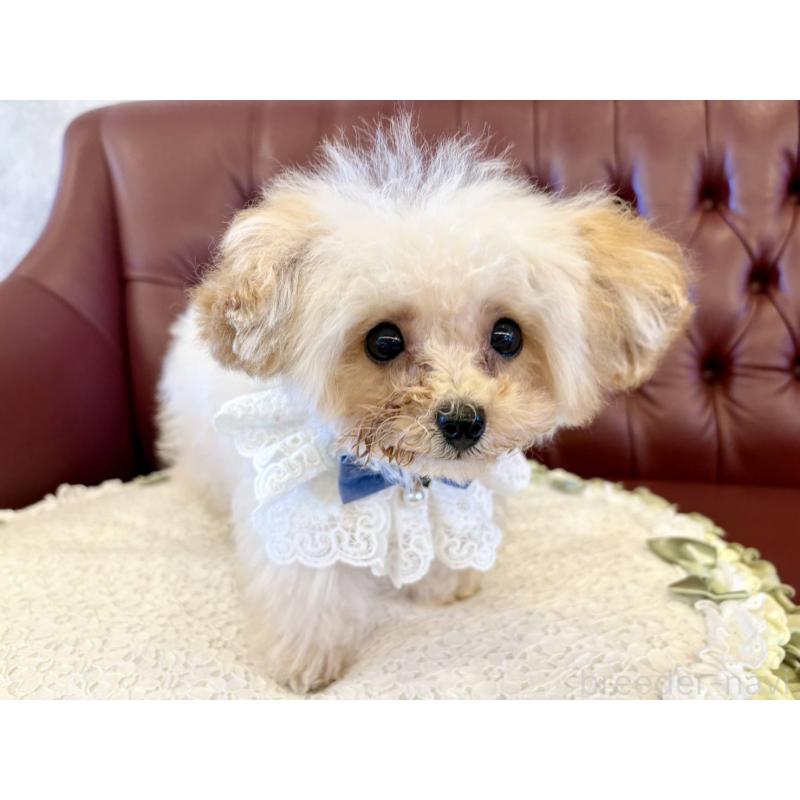 販売中の香川県のティーカッププードル-454972の14枚目