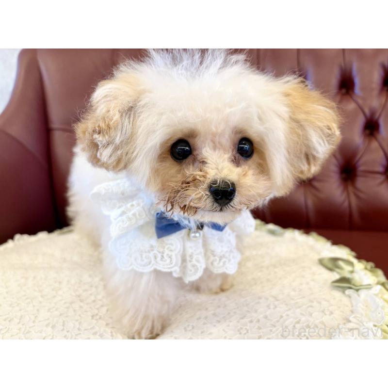 販売中の香川県のティーカッププードル-454972の13枚目