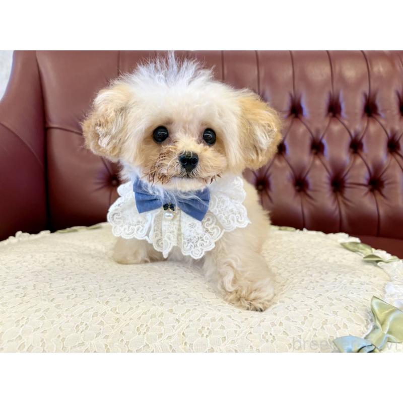 販売中の香川県のティーカッププードル-454972の12枚目