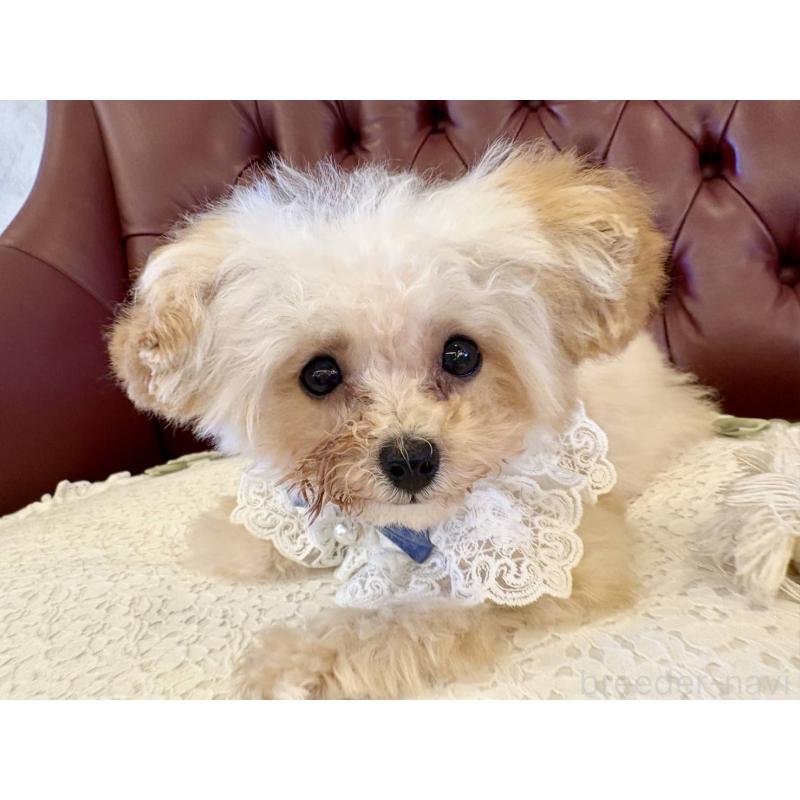 販売中の香川県のティーカッププードル-454972の10枚目