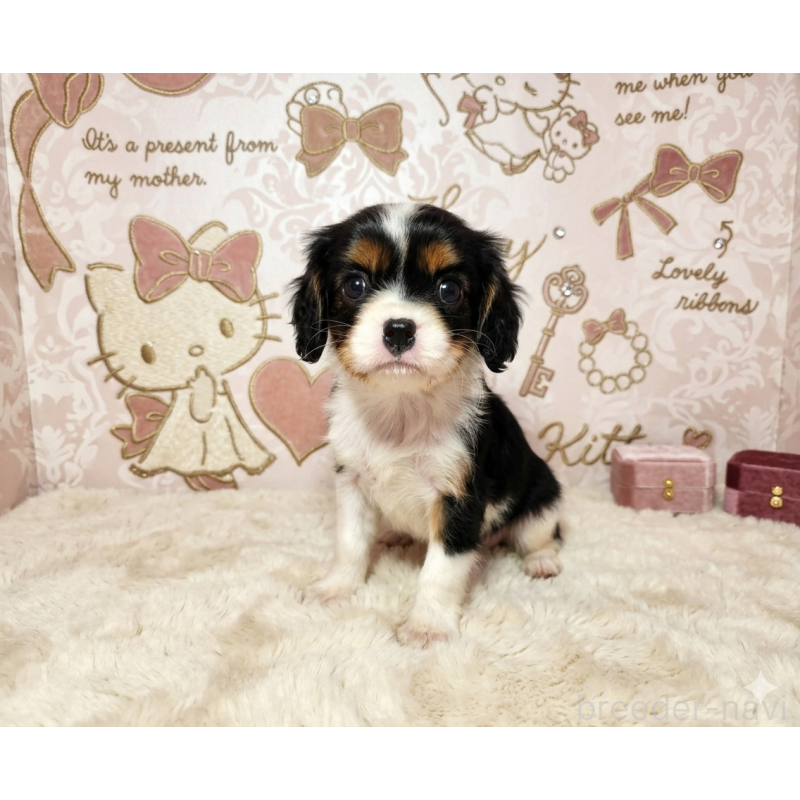 販売中の静岡県のキャバリアキングチャールズスパニエル-450126