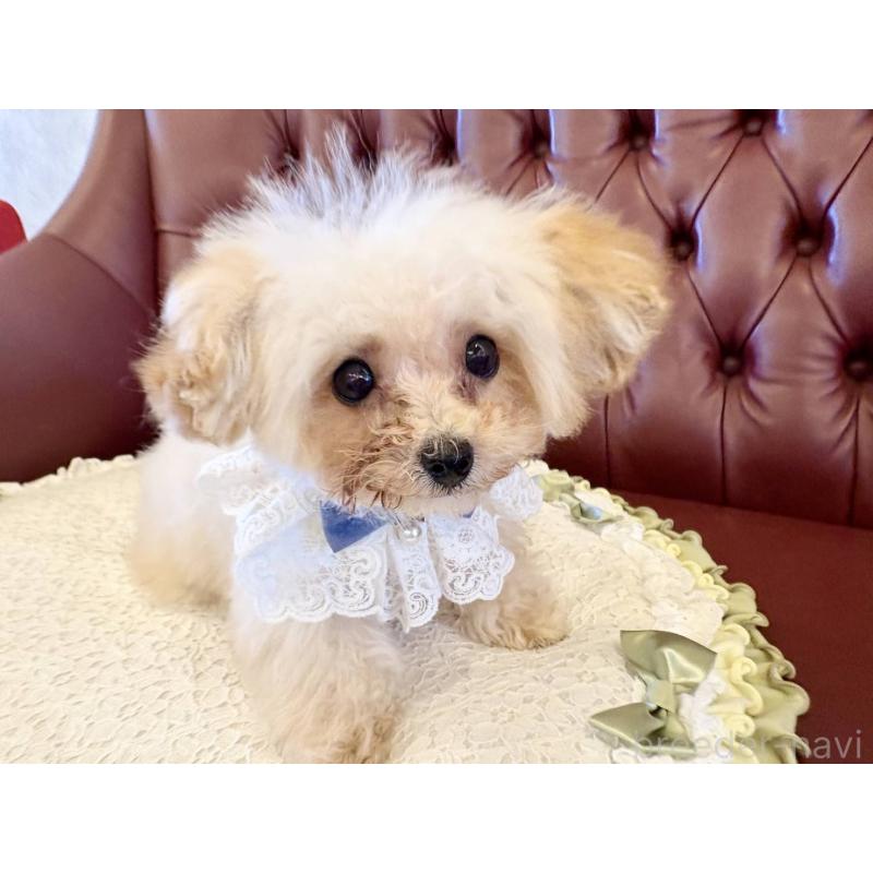 販売中の香川県のティーカッププードル-454972の9枚目