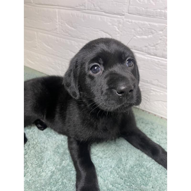 販売中の千葉県のラブラドールレトリーバー-454979の5枚目