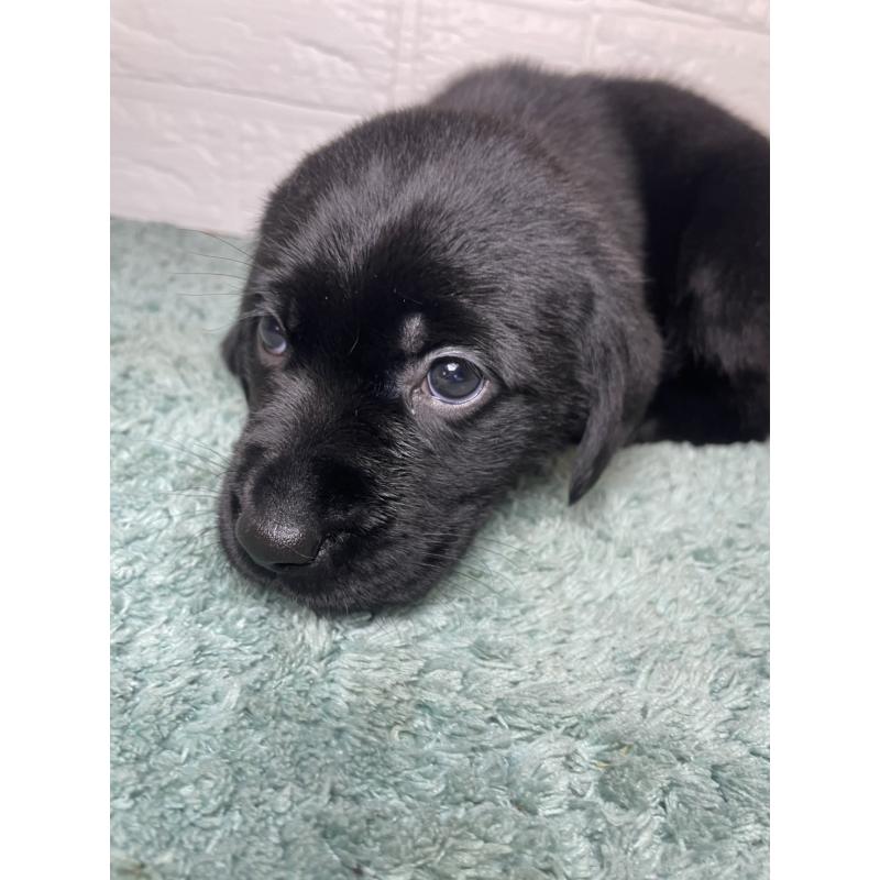 販売中の千葉県のラブラドールレトリーバー-454979の4枚目