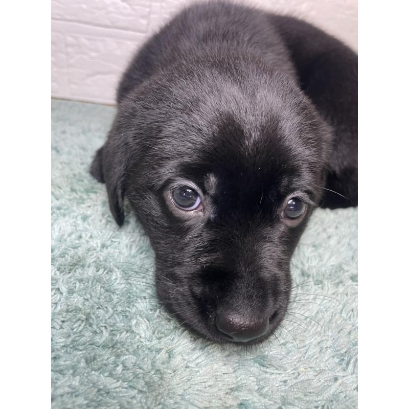 販売中の千葉県のラブラドールレトリーバー-454979の3枚目