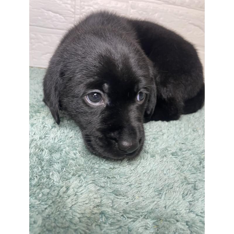 販売中の千葉県のラブラドールレトリーバー-454979の2枚目