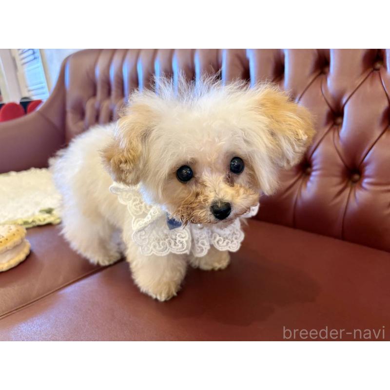 販売中の香川県のティーカッププードル-454972の8枚目