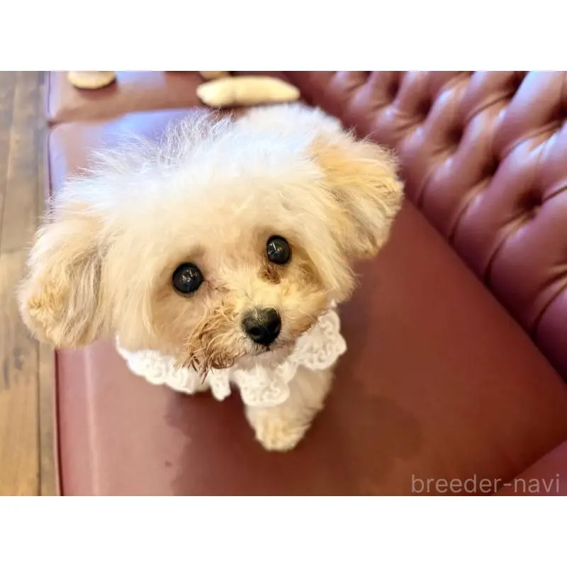 販売中の香川県のティーカッププードル-454972の7枚目