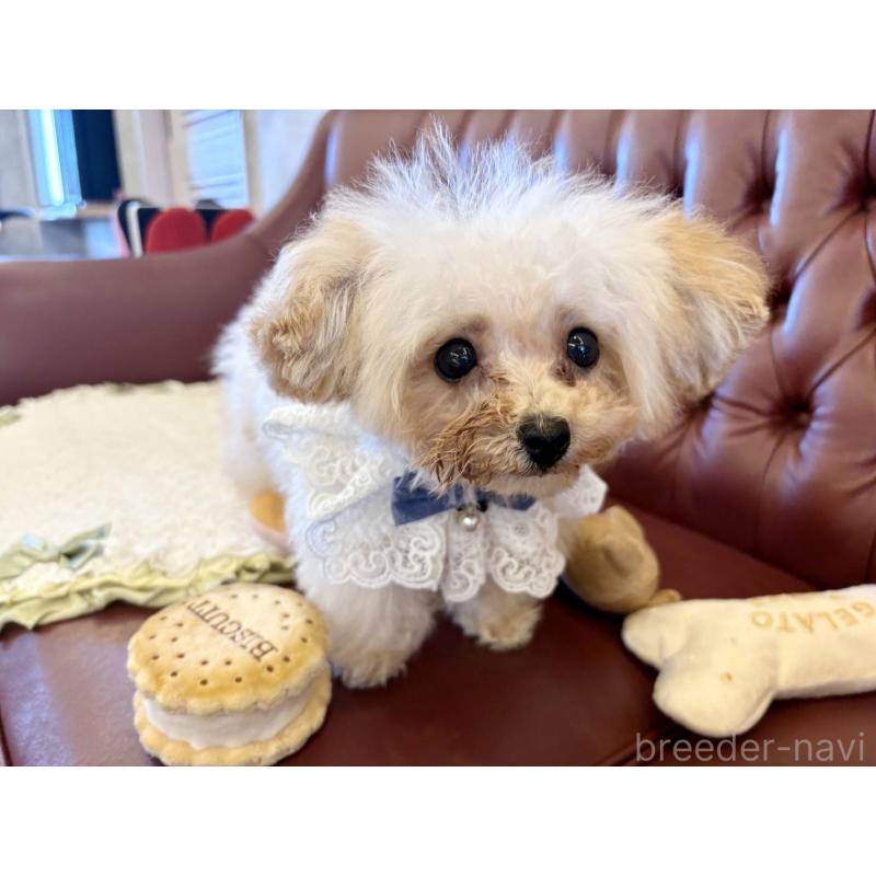 販売中の香川県のティーカッププードル-454972の6枚目