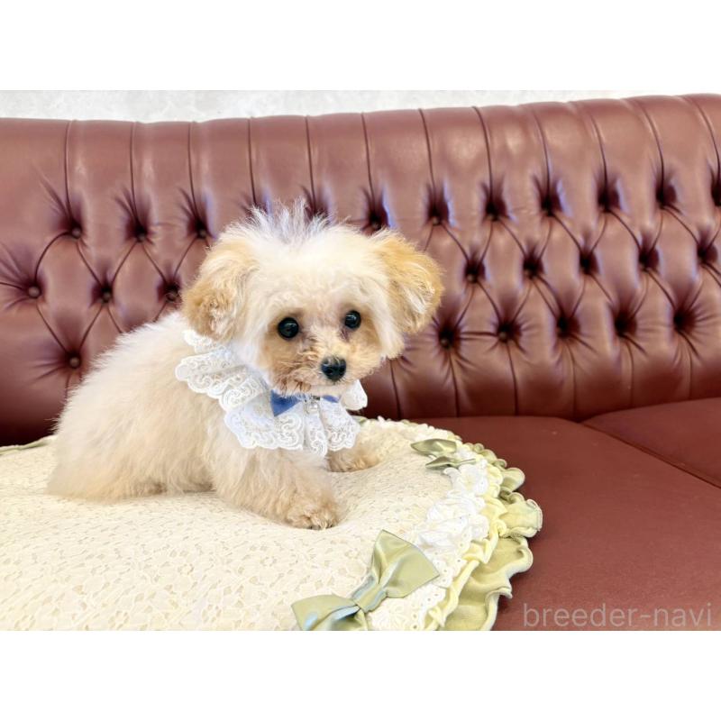 販売中の香川県のティーカッププードル-454972の4枚目