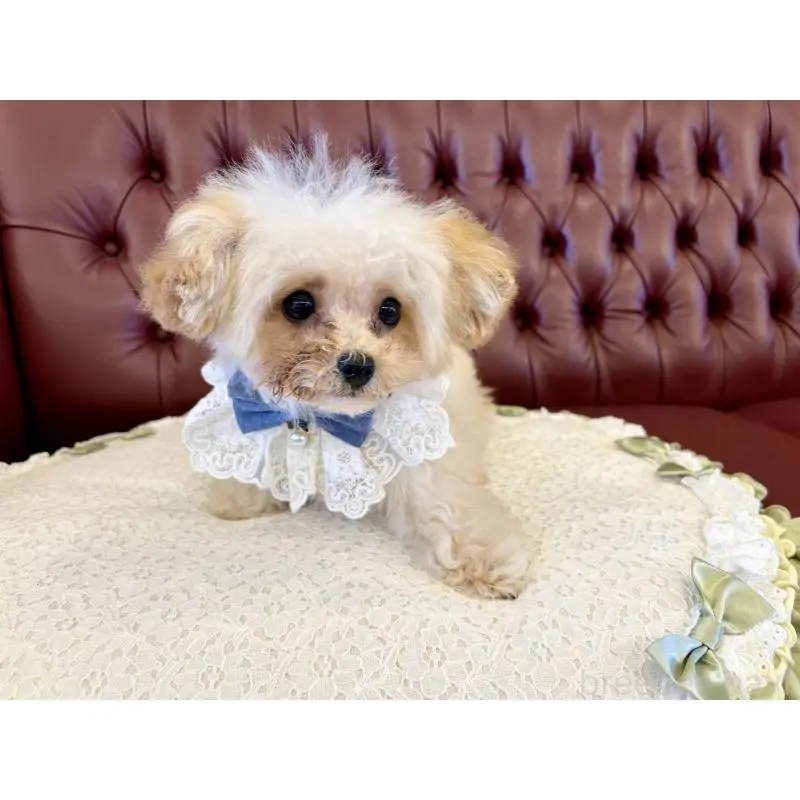 販売中の香川県のティーカッププードル-454972の3枚目