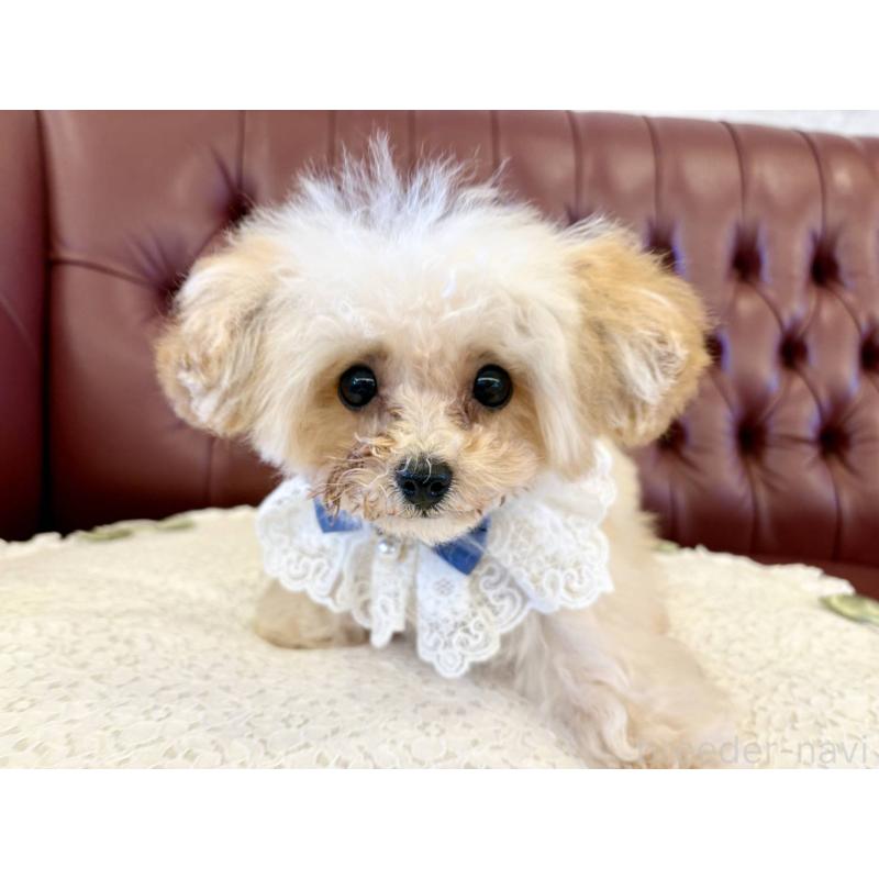 販売中の香川県のティーカッププードル-454972の2枚目