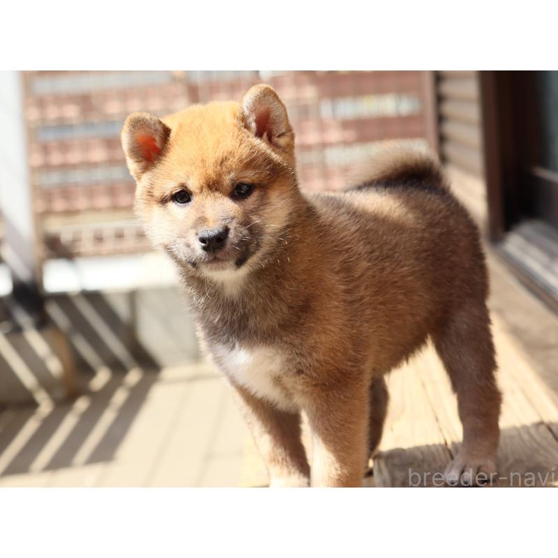 販売中の埼玉県の柴犬-454975の7枚目