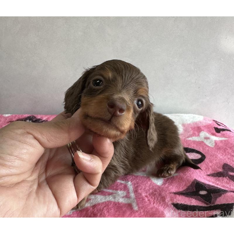 販売中の宮崎県のミニチュアダックスフンド(ロングヘアード)-454973