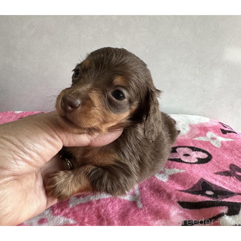 販売中の宮崎県のミニチュアダックスフンド(ロングヘアード)-454973の6枚目