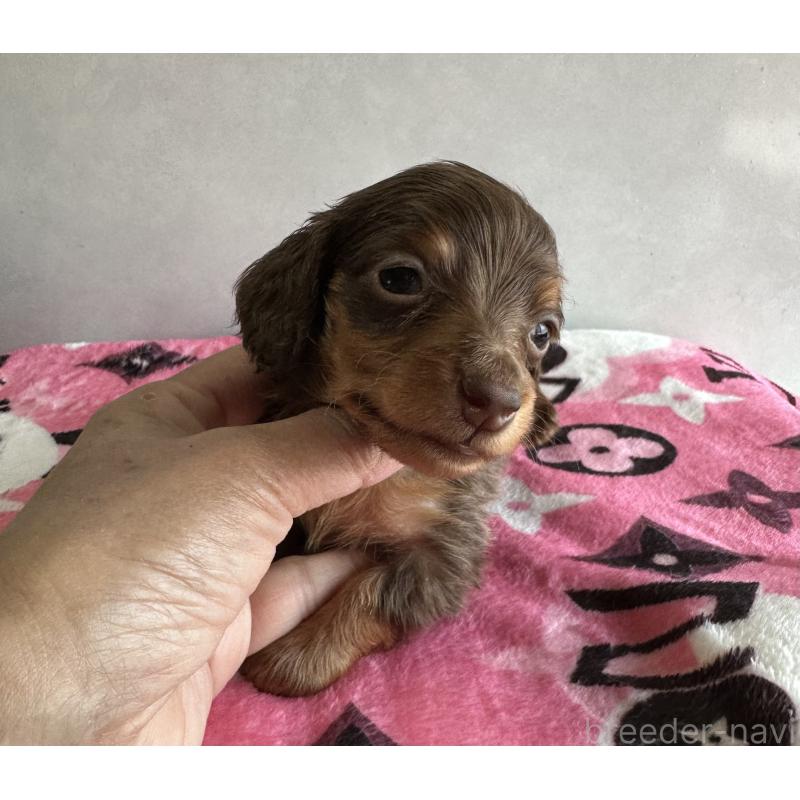 販売中の宮崎県のミニチュアダックスフンド(ロングヘアード)-454973の5枚目