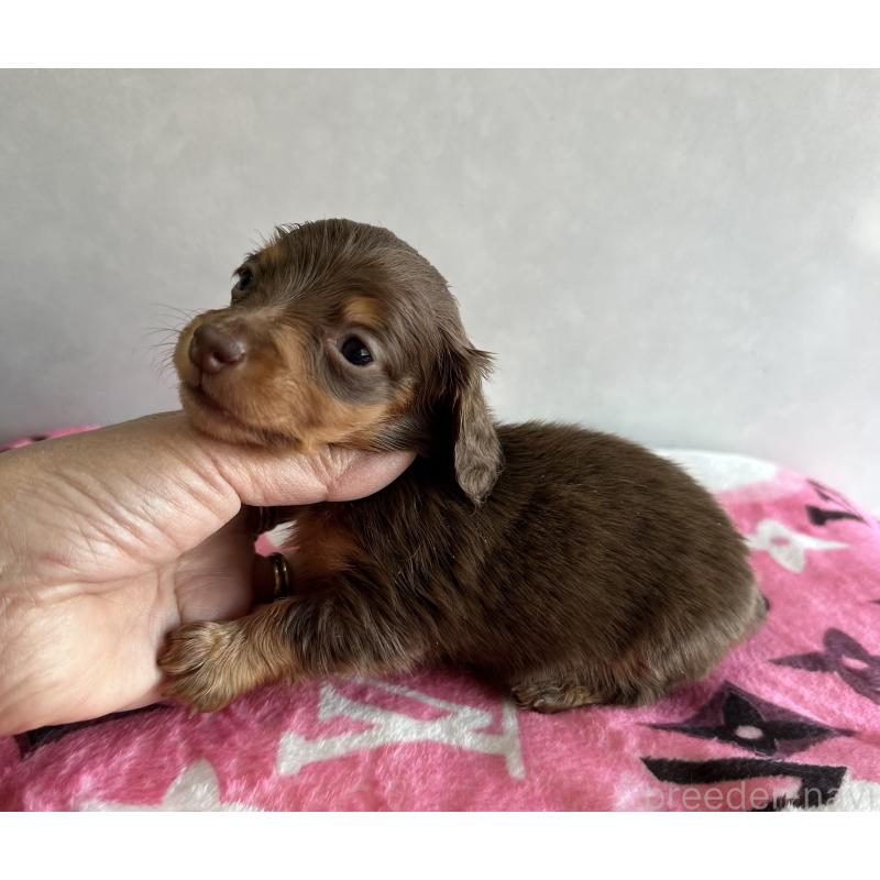 販売中の宮崎県のミニチュアダックスフンド(ロングヘアード)-454973の4枚目