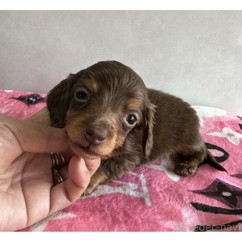 販売中の宮崎県のミニチュアダックスフンド(ロングヘアード)-454973の3枚目