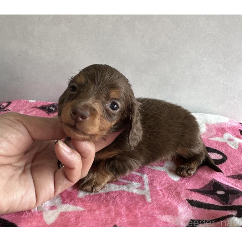 販売中の宮崎県のミニチュアダックスフンド(ロングヘアード)-454973の2枚目