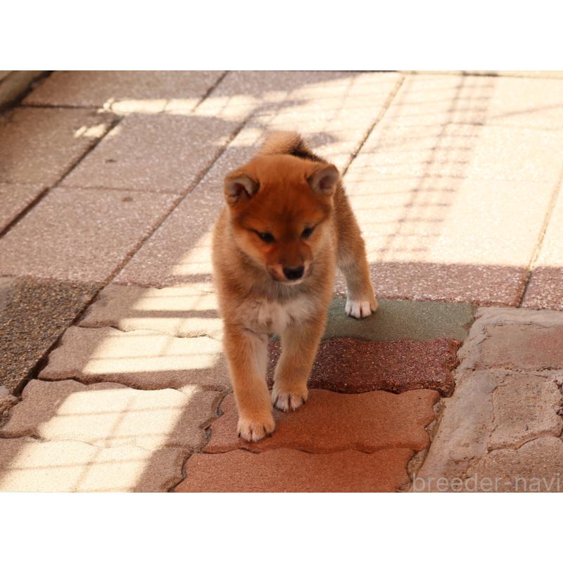 販売中の埼玉県の柴犬-454975の5枚目