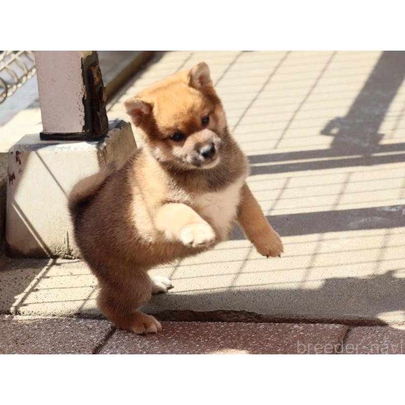 販売中の埼玉県の柴犬-454975の4枚目