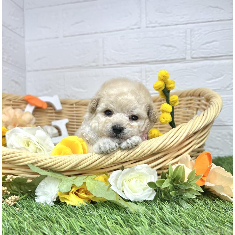 販売中の愛知県のタイニープードル-453056の9枚目