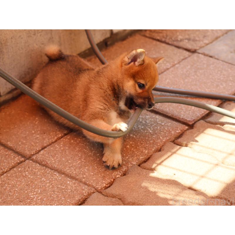 販売中の埼玉県の柴犬-454975の3枚目