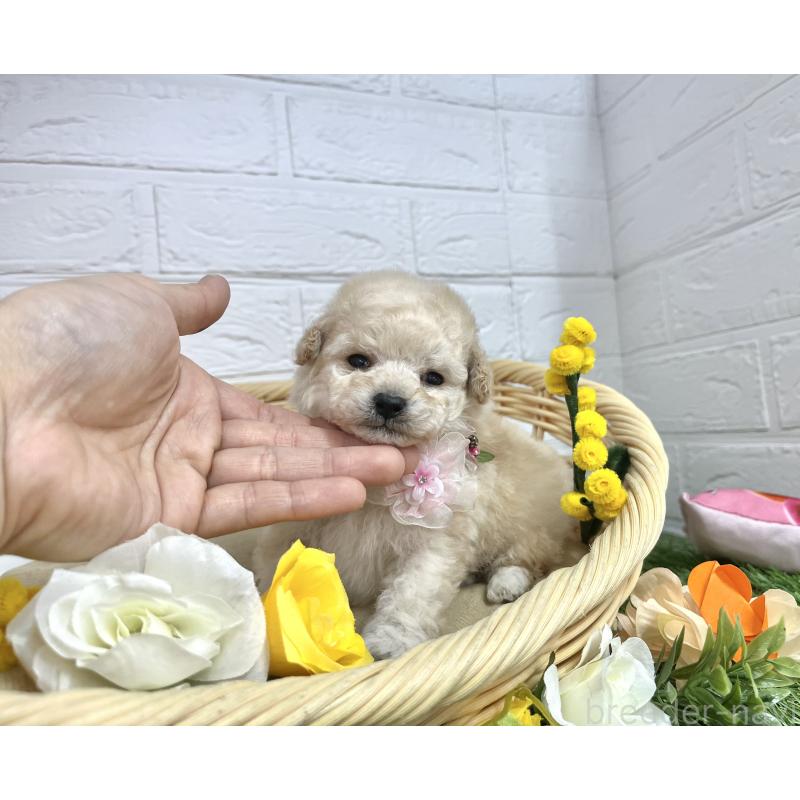 販売中の愛知県のタイニープードル-453056の8枚目