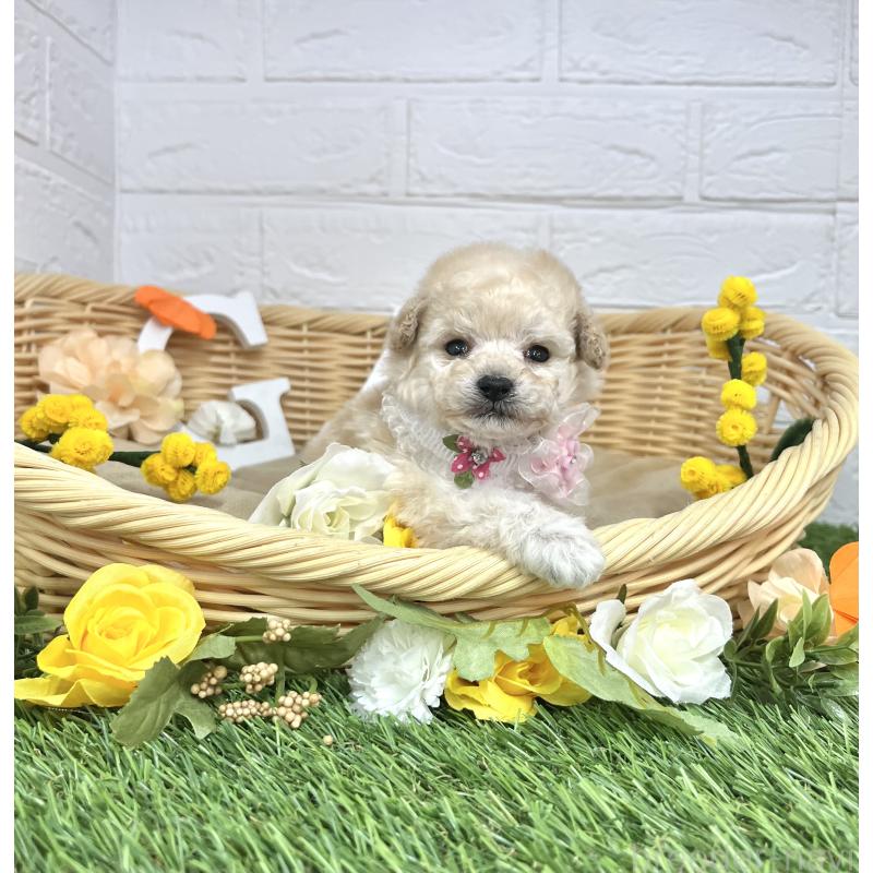 販売中の愛知県のタイニープードル-453056の7枚目