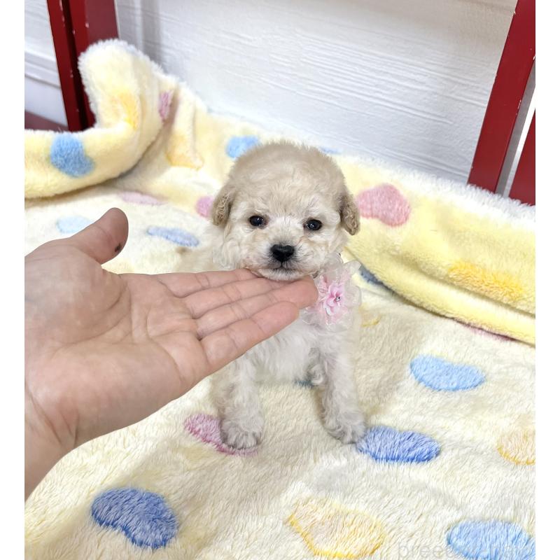 販売中の愛知県のタイニープードル-453056の6枚目
