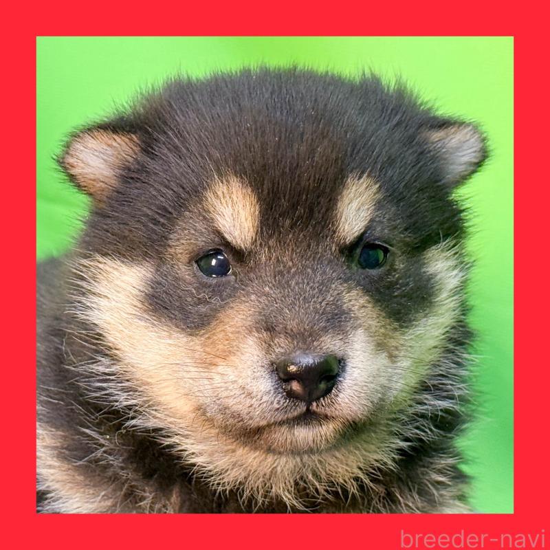 販売中の愛知県の柴犬-453532