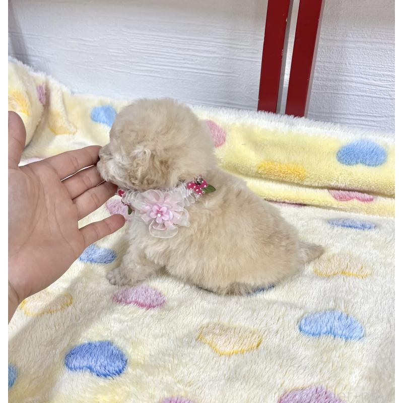 販売中の愛知県のタイニープードル-453056の5枚目