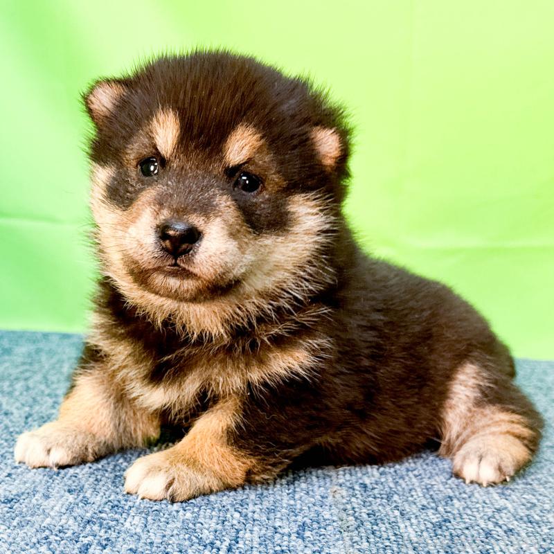 販売中の愛知県の柴犬-453532の3枚目