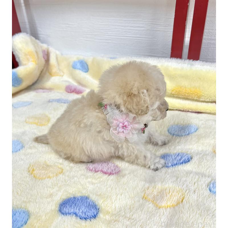 販売中の愛知県のタイニープードル-453056の4枚目