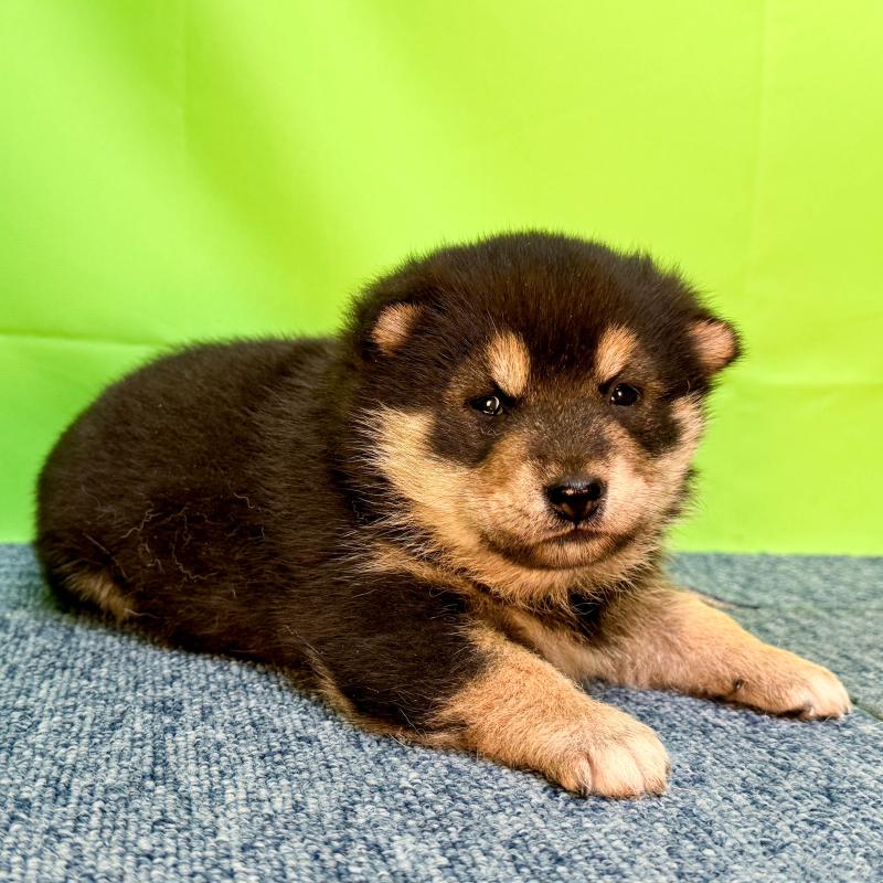 販売中の愛知県の柴犬-453532の2枚目