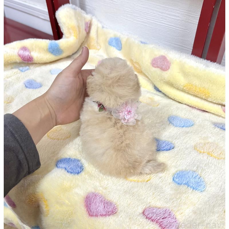 販売中の愛知県のタイニープードル-453056の3枚目