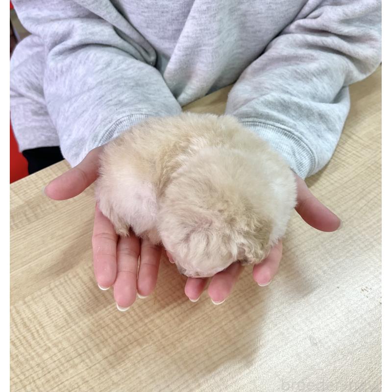 販売中の愛知県のタイニープードル-453056の2枚目