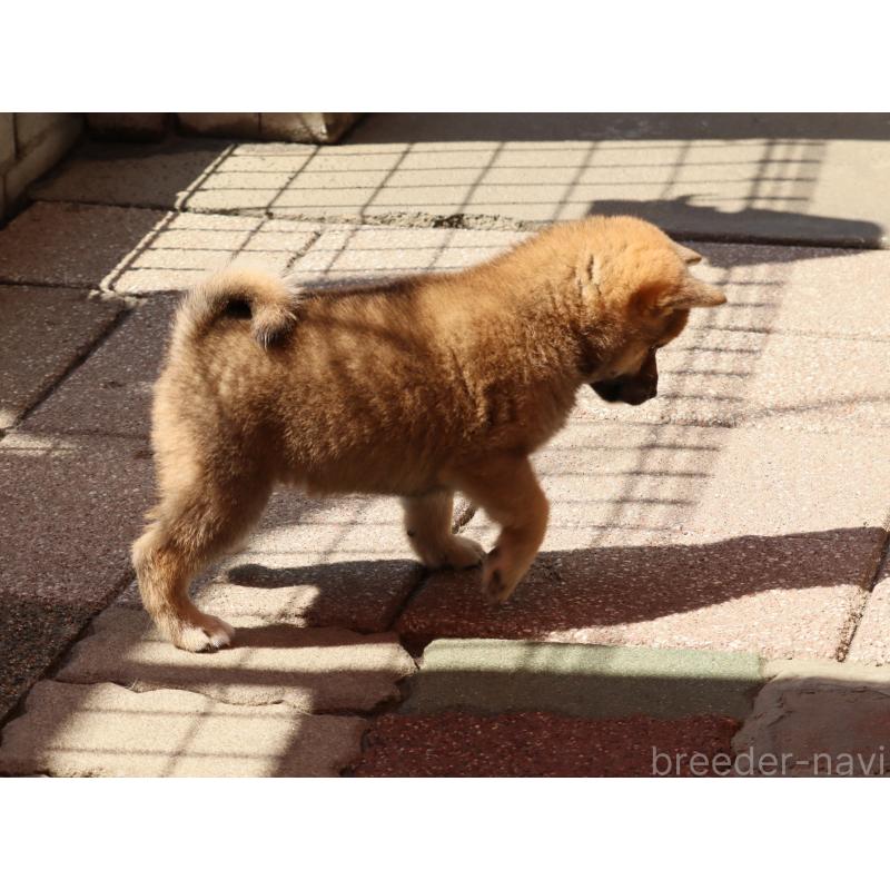 販売中の埼玉県の柴犬-454975の2枚目