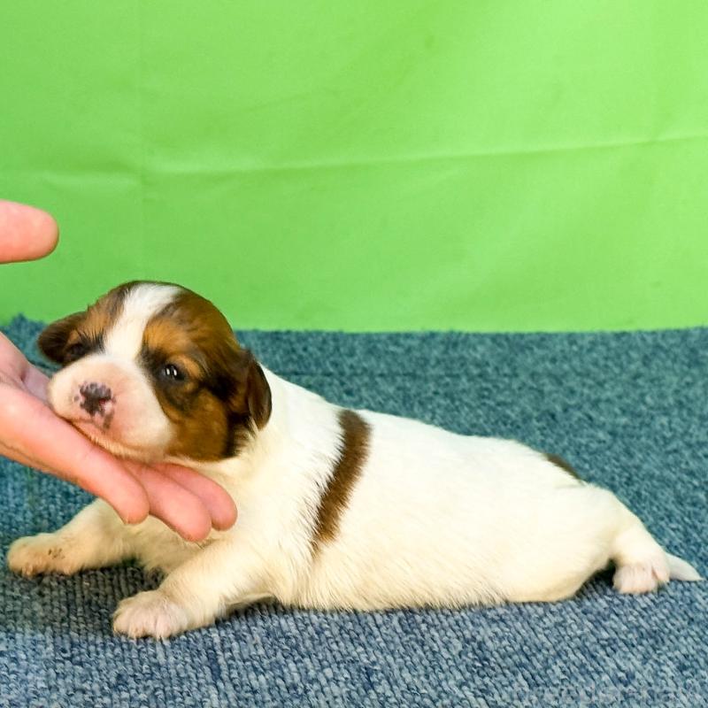 販売中の愛知県のパピヨン-454974の3枚目