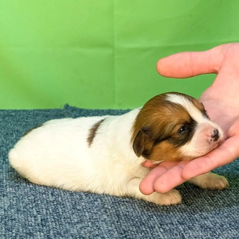 販売中の愛知県のパピヨン-454974の2枚目