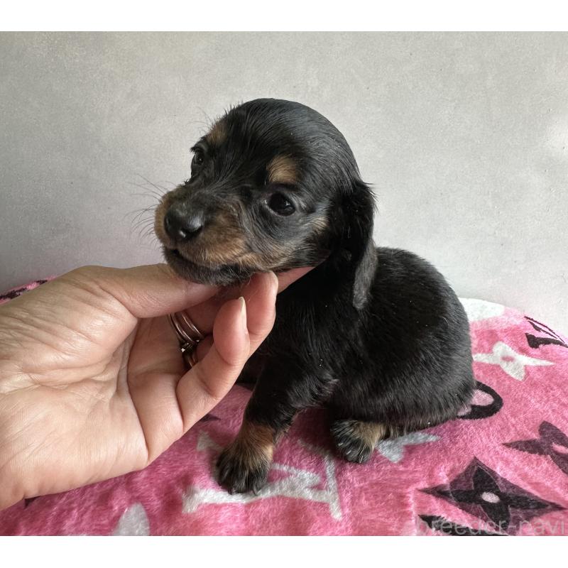 販売中の宮崎県のミニチュアダックスフンド(ロングヘアード)-454976の8枚目