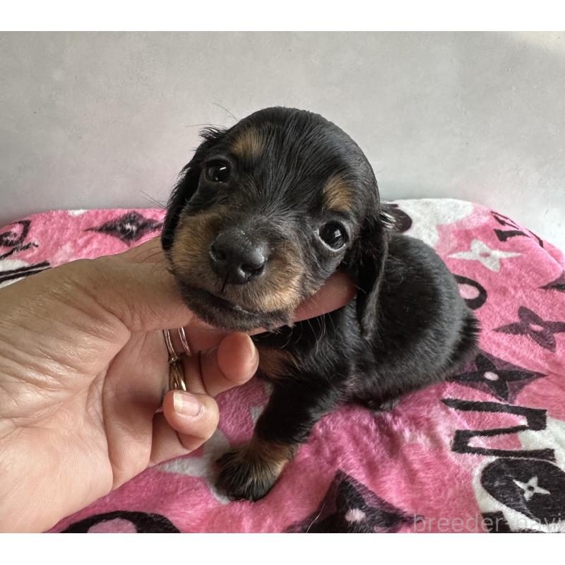 販売中の宮崎県のミニチュアダックスフンド(ロングヘアード)-454976の7枚目