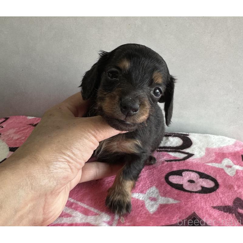 販売中の宮崎県のミニチュアダックスフンド(ロングヘアード)-454976の6枚目