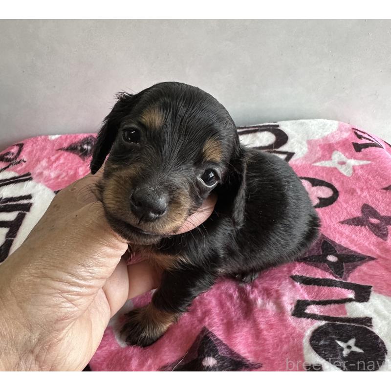 販売中の宮崎県のミニチュアダックスフンド(ロングヘアード)-454976の5枚目