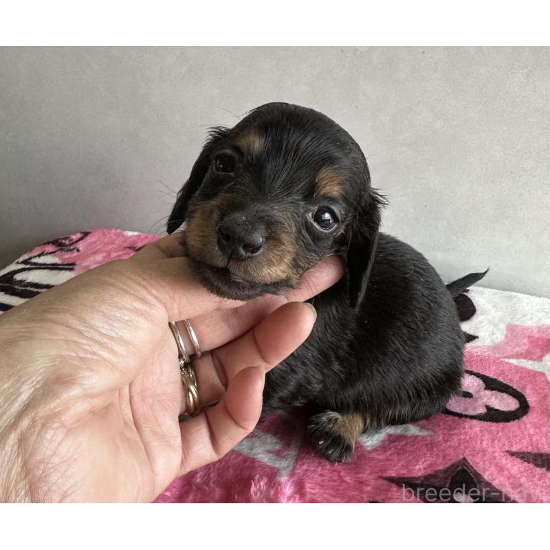 販売中の宮崎県のミニチュアダックスフンド(ロングヘアード)-454976の4枚目