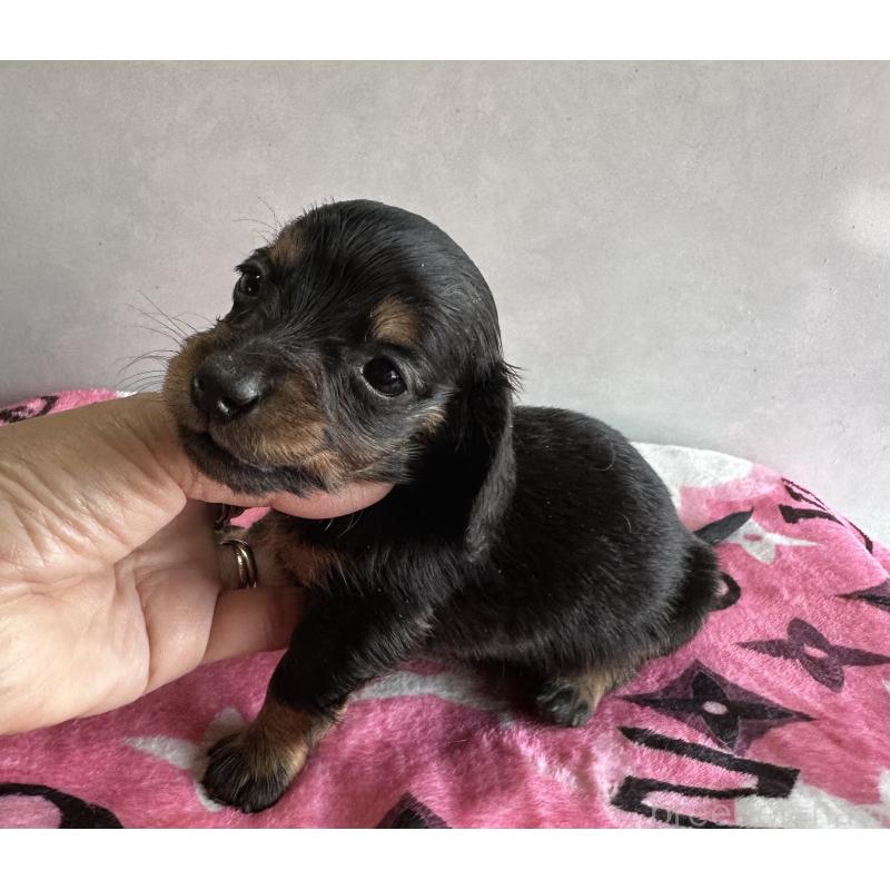 販売中の宮崎県のミニチュアダックスフンド(ロングヘアード)-454976の3枚目