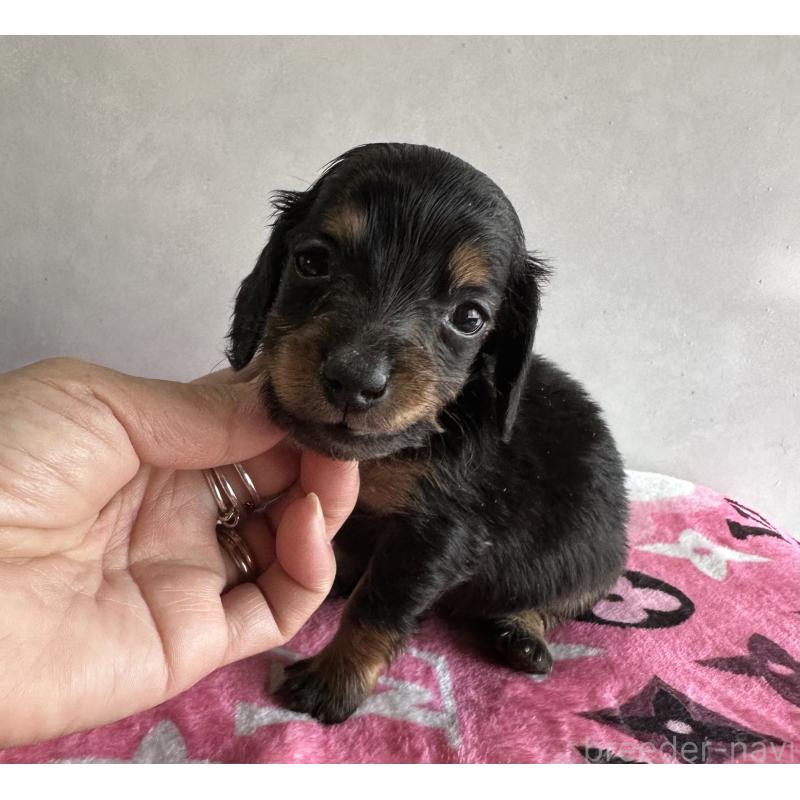 販売中の宮崎県のミニチュアダックスフンド(ロングヘアード)-454976の2枚目