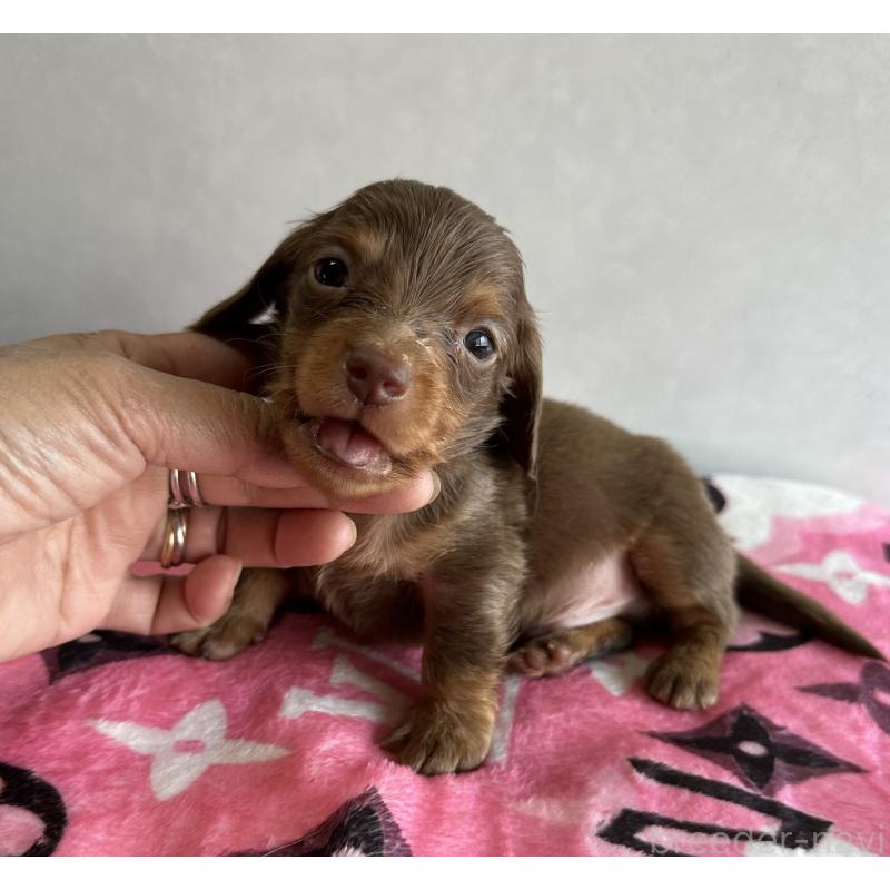 販売中の宮崎県のミニチュアダックスフンド(ロングヘアード)-454977