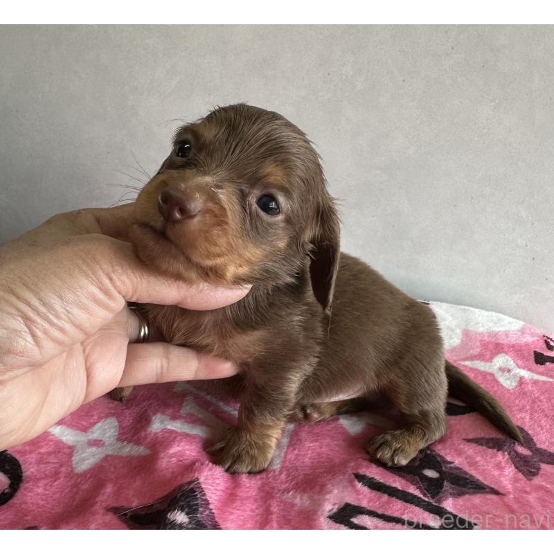 販売中の宮崎県のミニチュアダックスフンド(ロングヘアード)-454977の11枚目