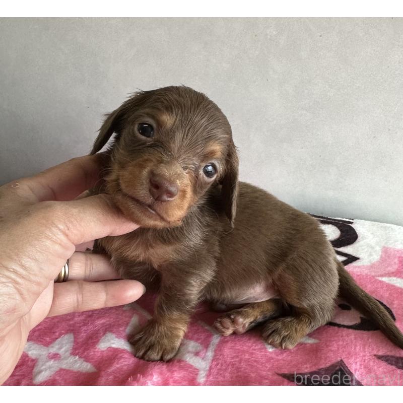 販売中の宮崎県のミニチュアダックスフンド(ロングヘアード)-454977の10枚目